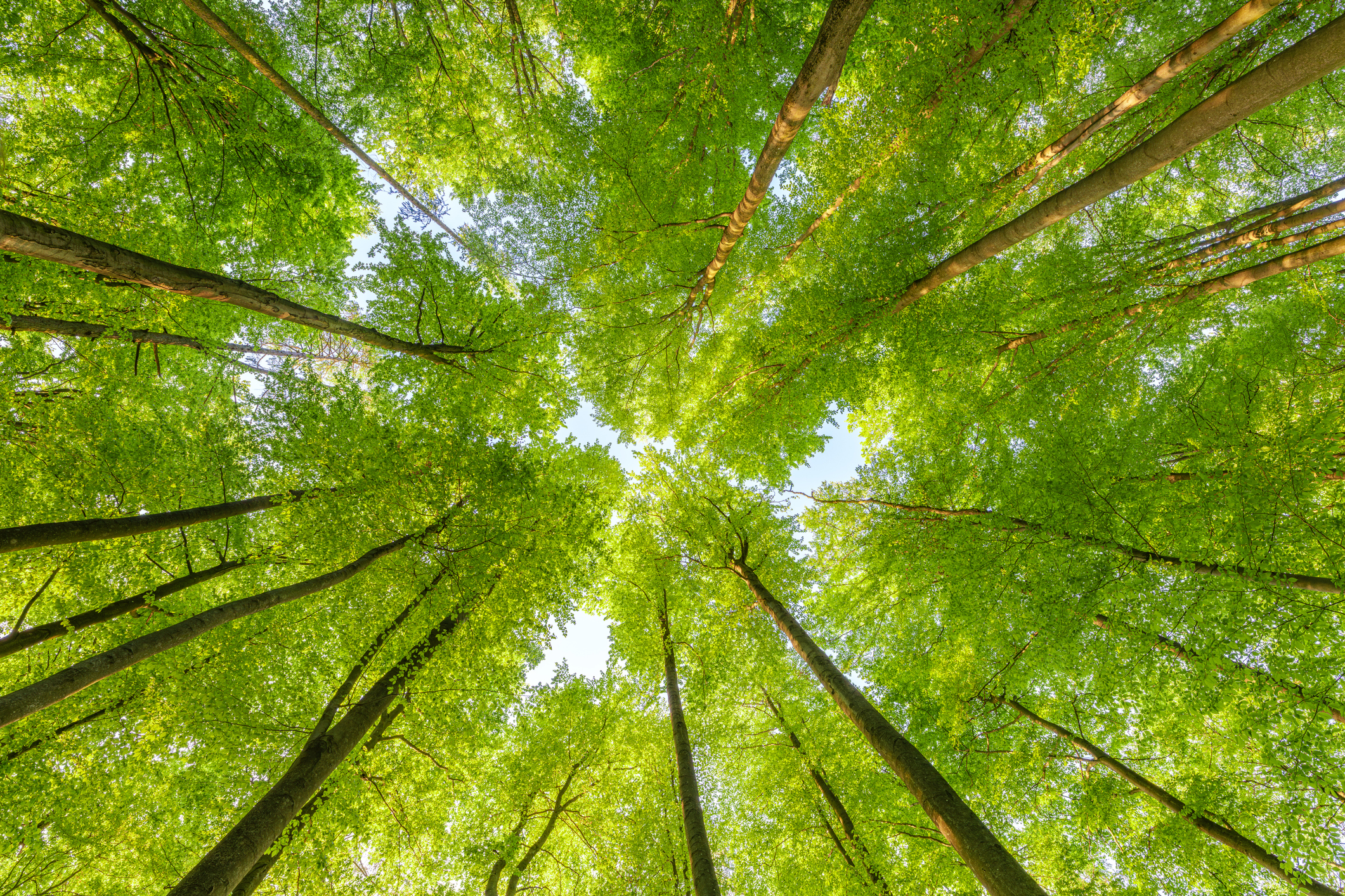 View into the sky with trees overhanging